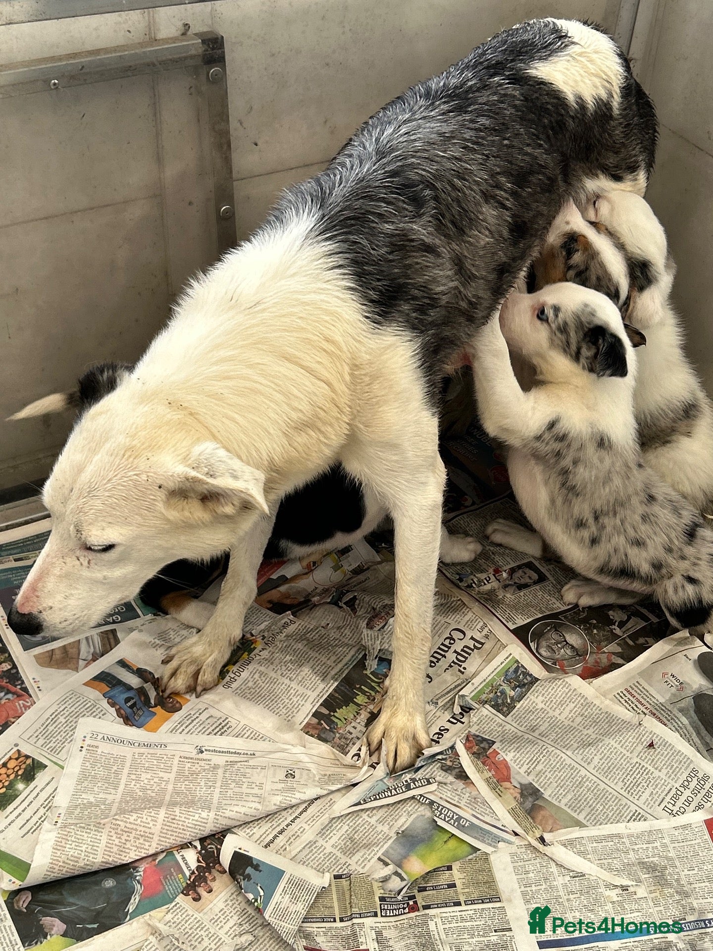 Border Collie dogs Blue merle collie pups - Advert 8