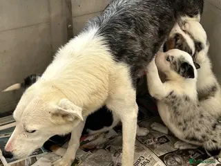 Border Collie dogs Ready now!! Blue merle collie pups - Advert 5
