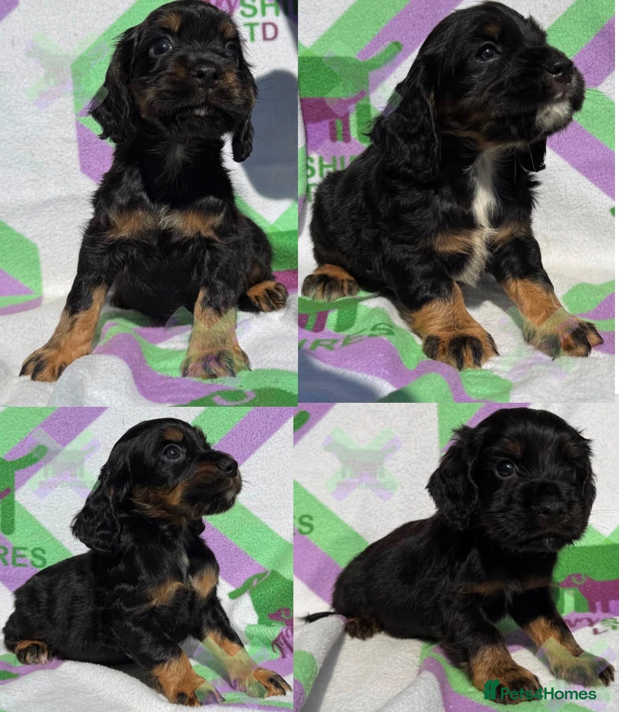 Cocker Spaniel dogs KC BLACK AND TAN boys 17 dna health tested clear  - Advert 1