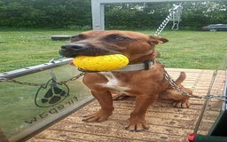 Belgian Shepherd Dog dogs for stud: Bull hearder  - Image 5