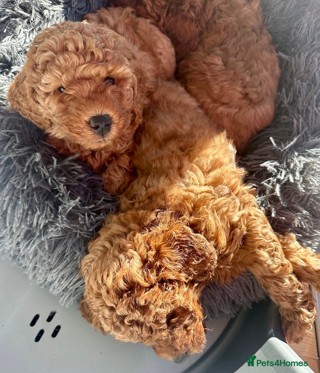 Miniature Poodle dogs for stud: Red KC registered miniature poodle - Health tested in Livingston - Advert 32