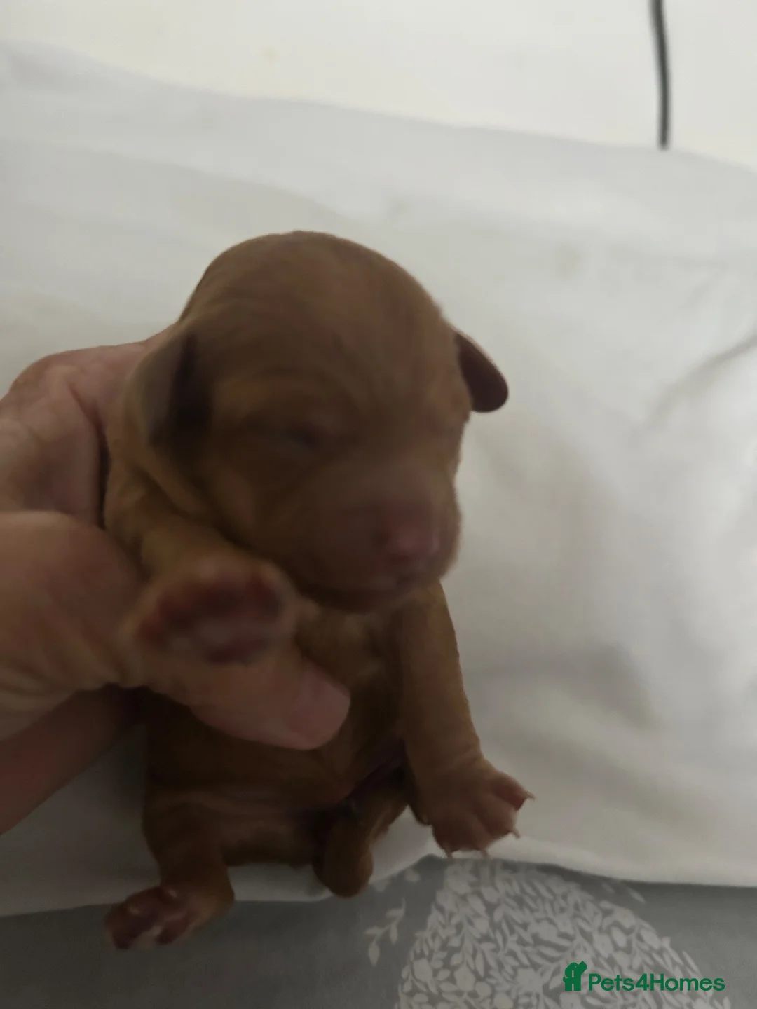 Toy Poodle dogs for sale: KC Red Toy Poodles DNA clear - Advert 2