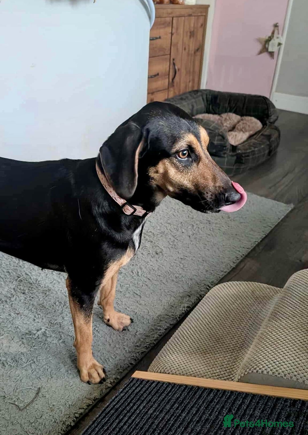 Mixed Breed dogs for adoption: ❤️ Deuce This beautiful soul has come so far… ❤️ - Advert 11