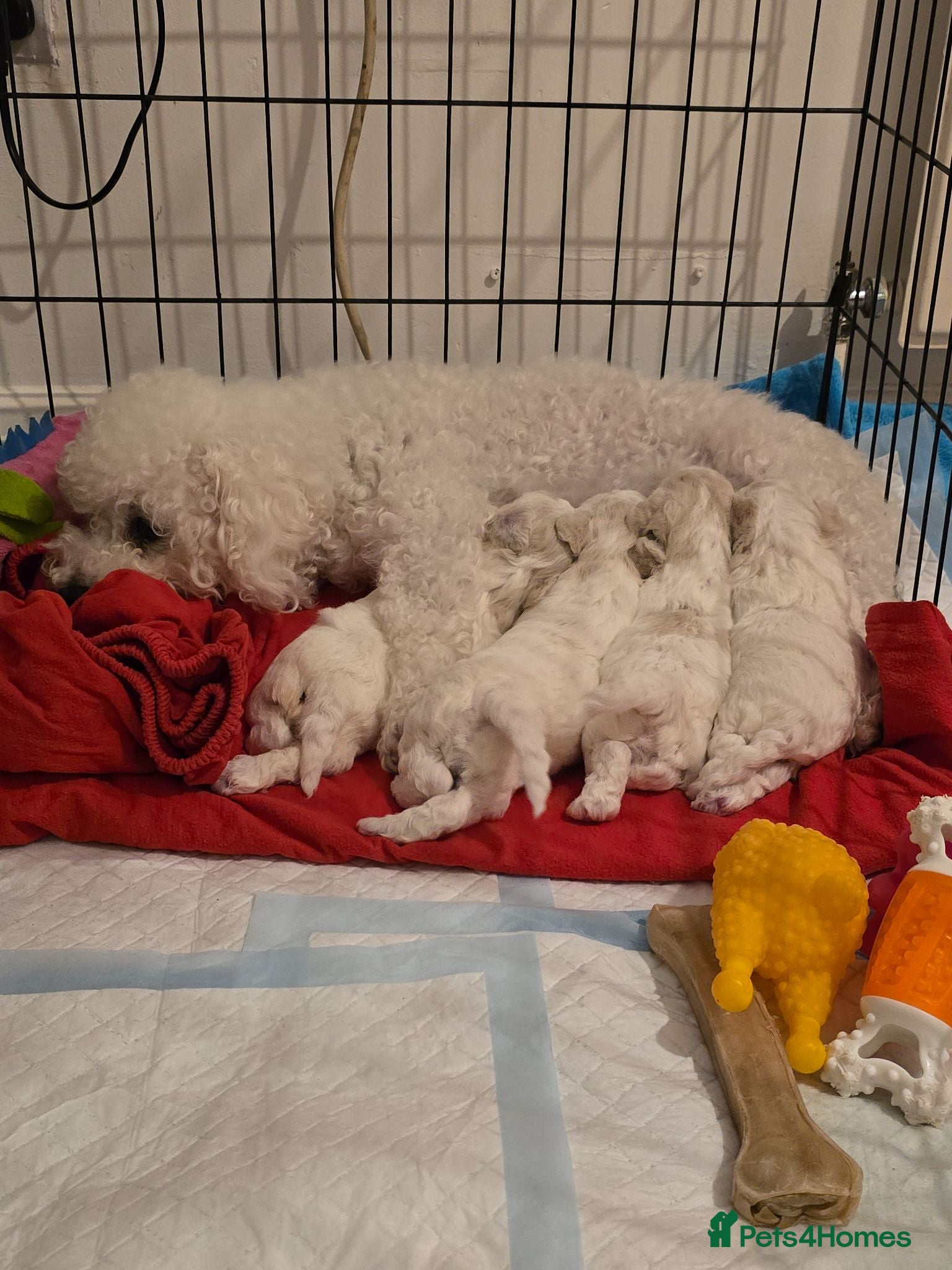 Bichon Frise dogs Stunning quality bichon-frise puppiesBecktonNewham - Advert 10