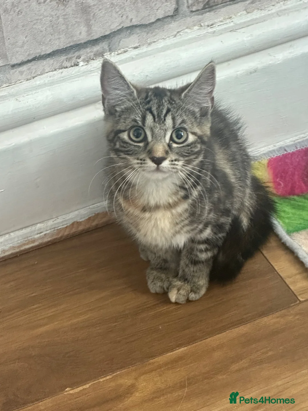 Mixed Breed cats for sale: Beautiful mixed kittens in Manchester - Advert 2