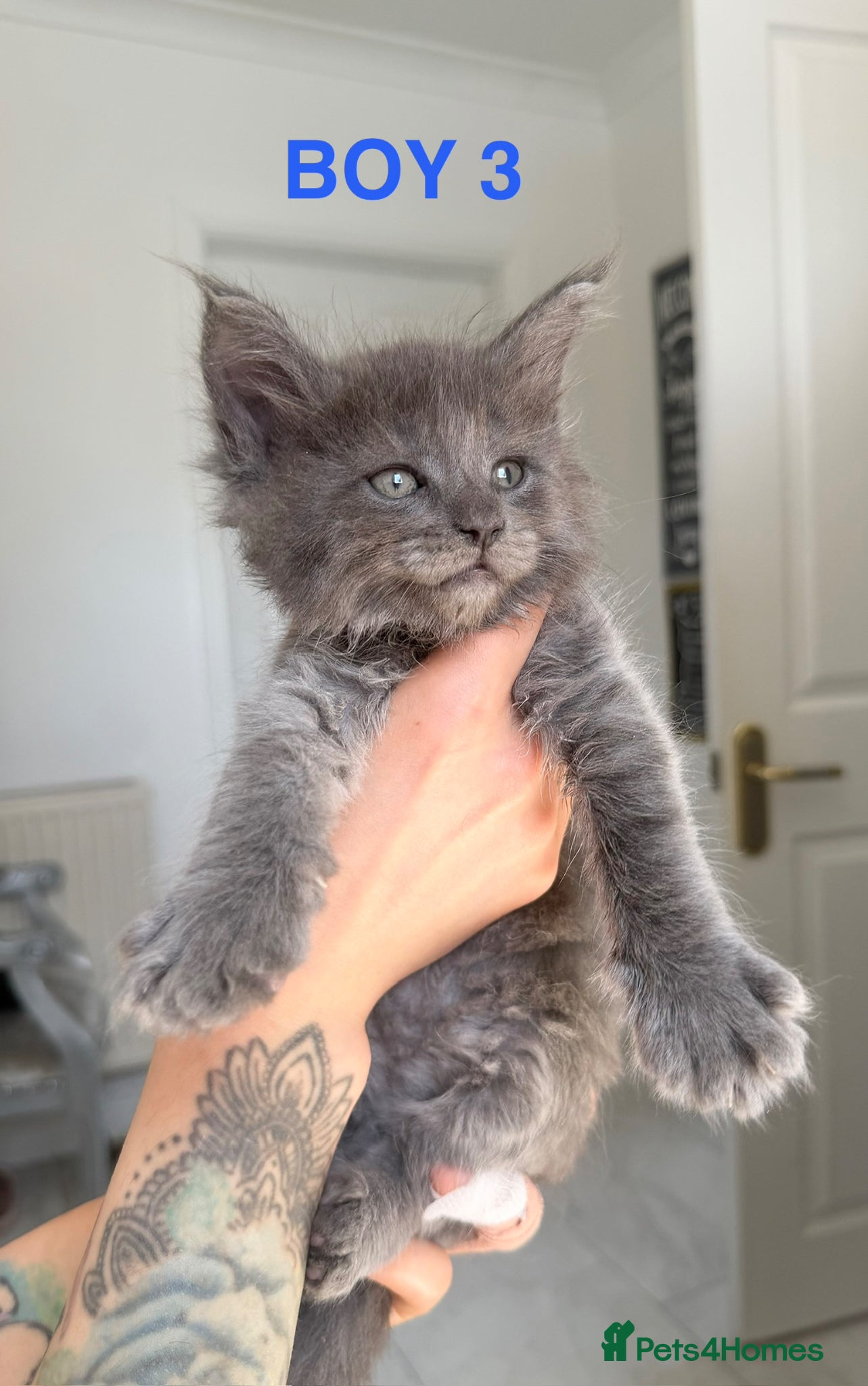 Maine Coon cats Only 5 left. SHOW QUALITY MAINE COON KITTENS  - Advert 1