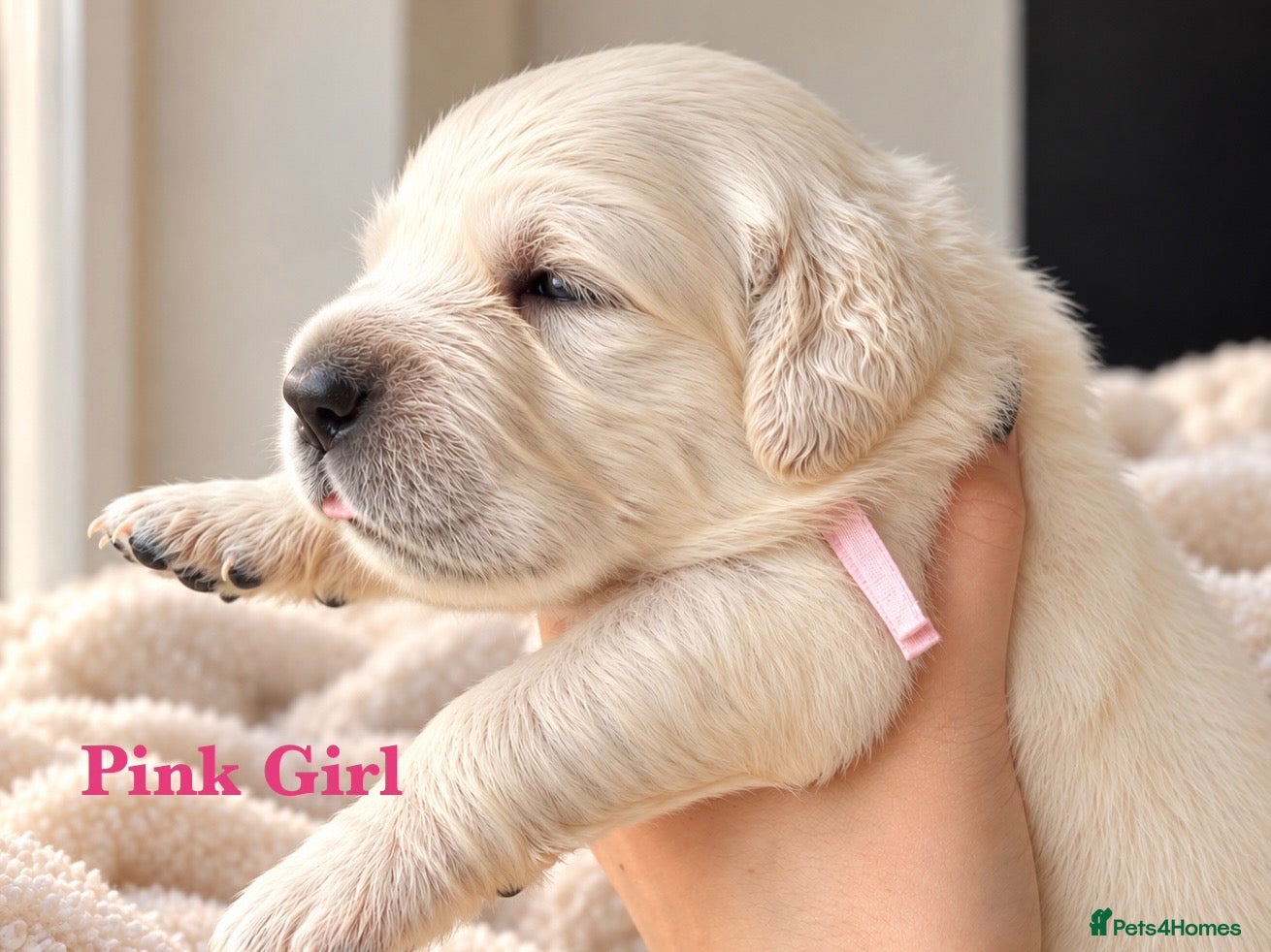 Golden Retriever dogs KC Champion line puppies from DNA tested parents  - Advert 1