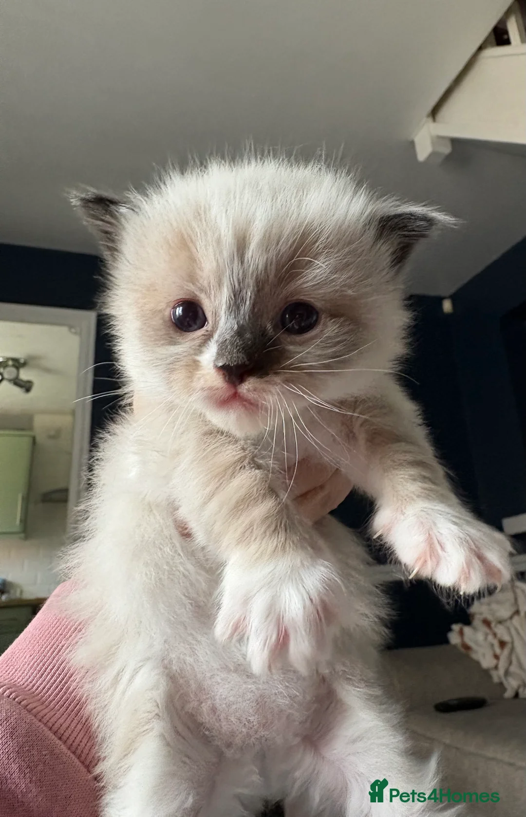 Ragdoll cats for sale: Microchipped Ragdoll Pedigree Kittens in Doncaster - Advert 6