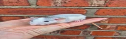 Rat rodents for sale: Various dumbo rats  - Advert 2