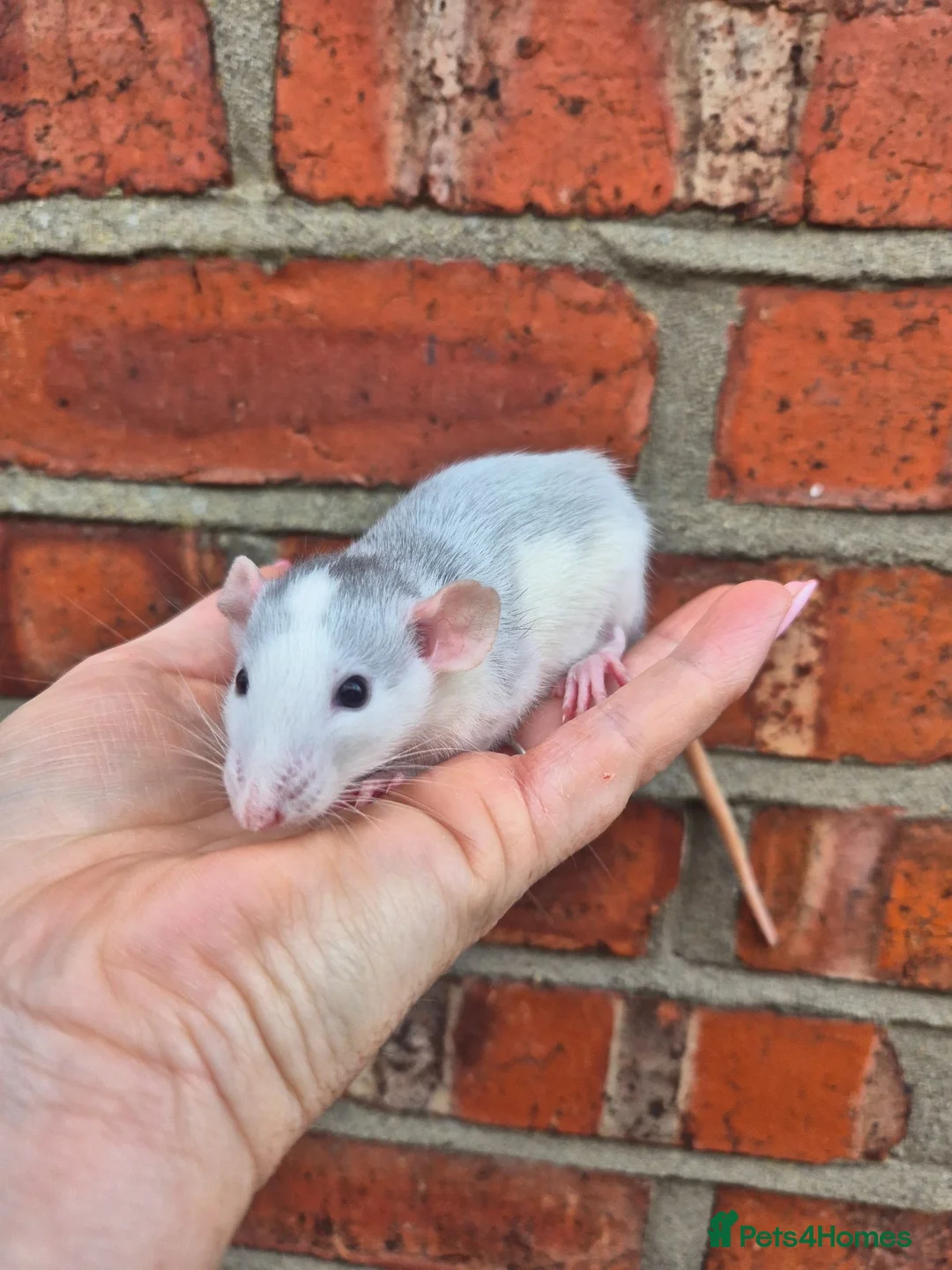 Rat rodents for sale: Various dumbo rats  - Advert 2