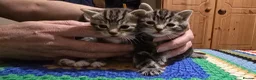 Bengal cats for sale: Beautiful Bengal Kittens For Sale  - Advert 7