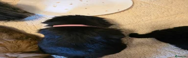 Shih Tzu 5
