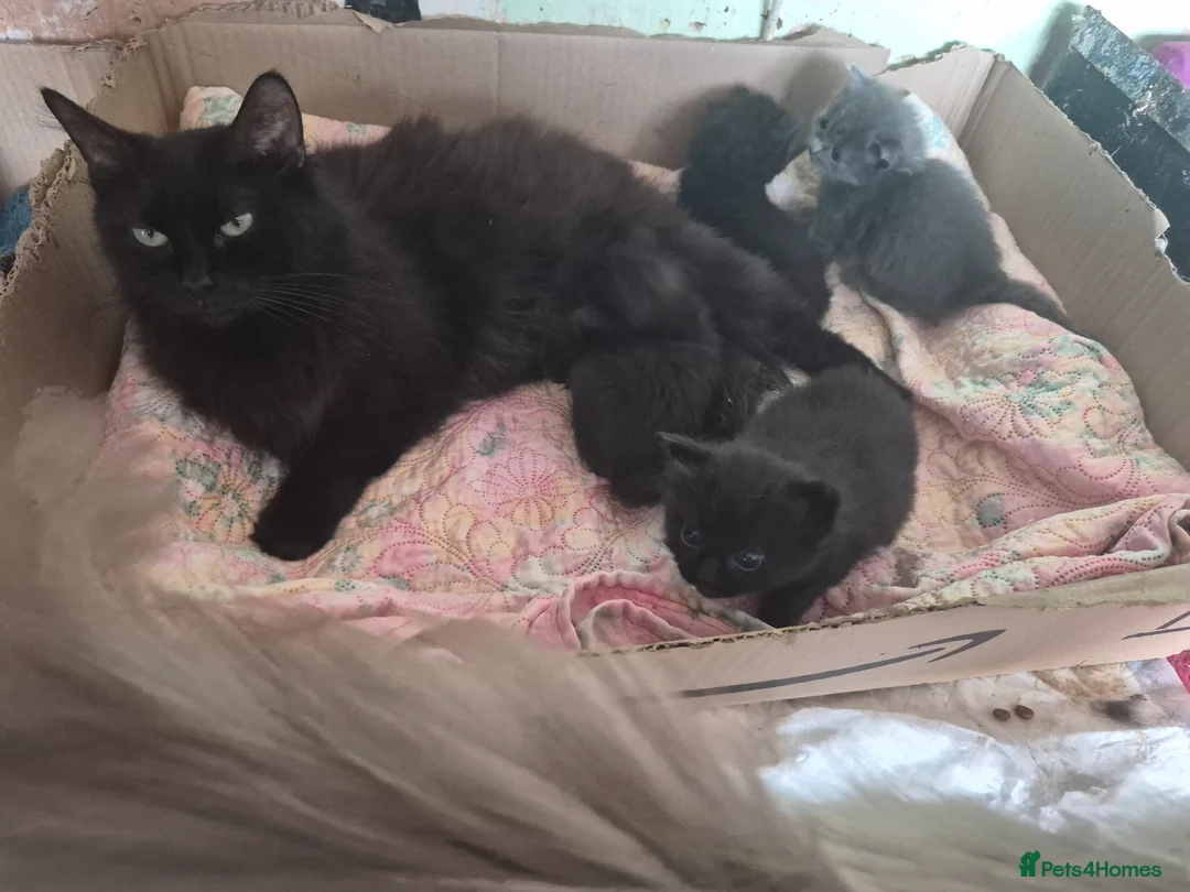 Mixed Breed cats for sale: 2 boys and a little girl - Advert 1
