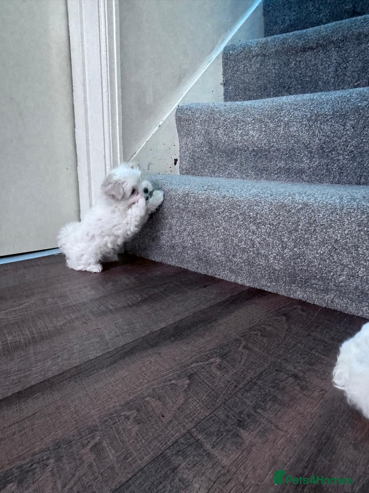 Maltese dogs Two little fluffy clouds,  ☁️🐾❤️ - Advert 2