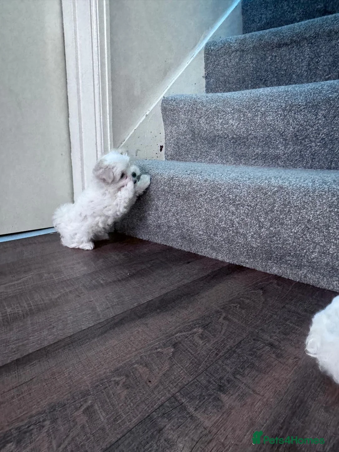 Maltese dogs for sale: Two little fluffy clouds,  ☁️🐾❤️ - Advert 2