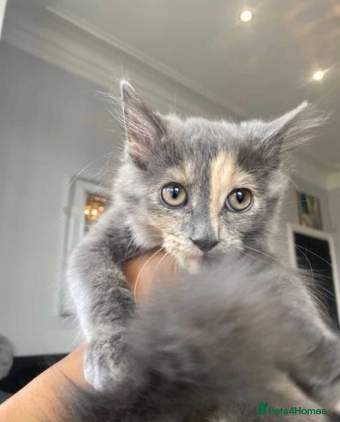 Maine Coon cats Gorgeous & Sweet Sister Cats - Advert 1