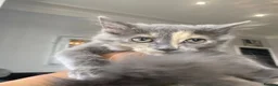 Maine Coon cats for sale: Gorgeous & Sweet Sister Cats - Advert 1