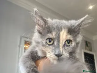 Maine Coon cats Gorgeous & Sweet Sister Cats - Advert 1