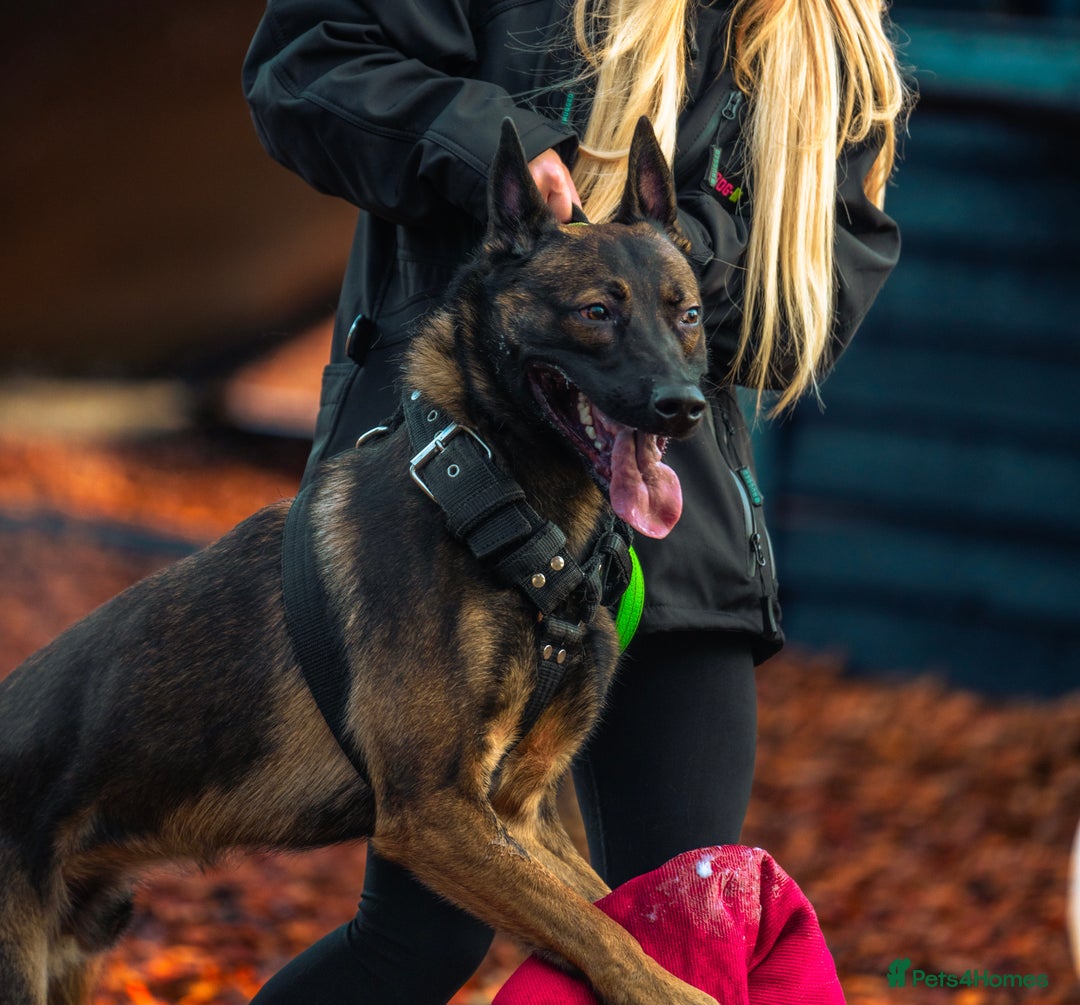 Belgian Shepherd Dog dogs for sale: Exclusive bloodlines  - Advert 22