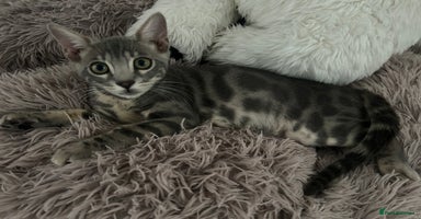Bengal cats - Advert 11