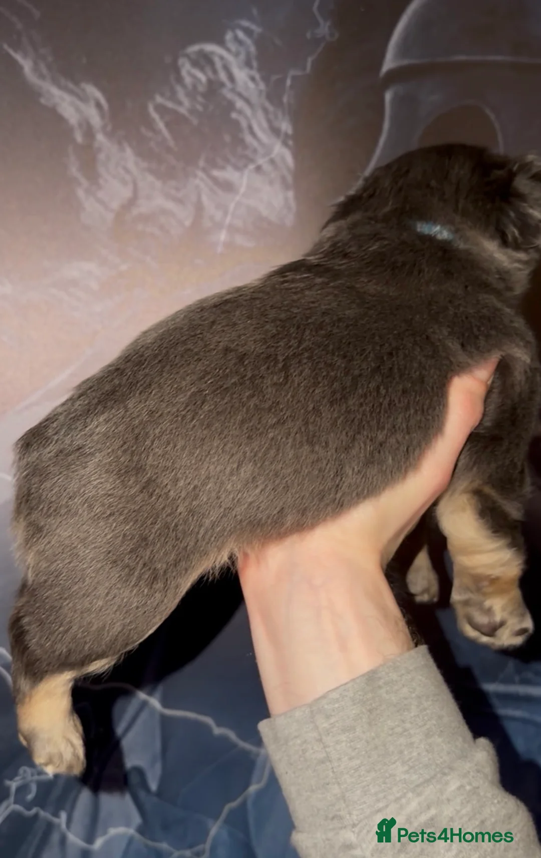 French Bulldog dogs for sale: Top quality fluffy Frenchbulldogs - Advert 16