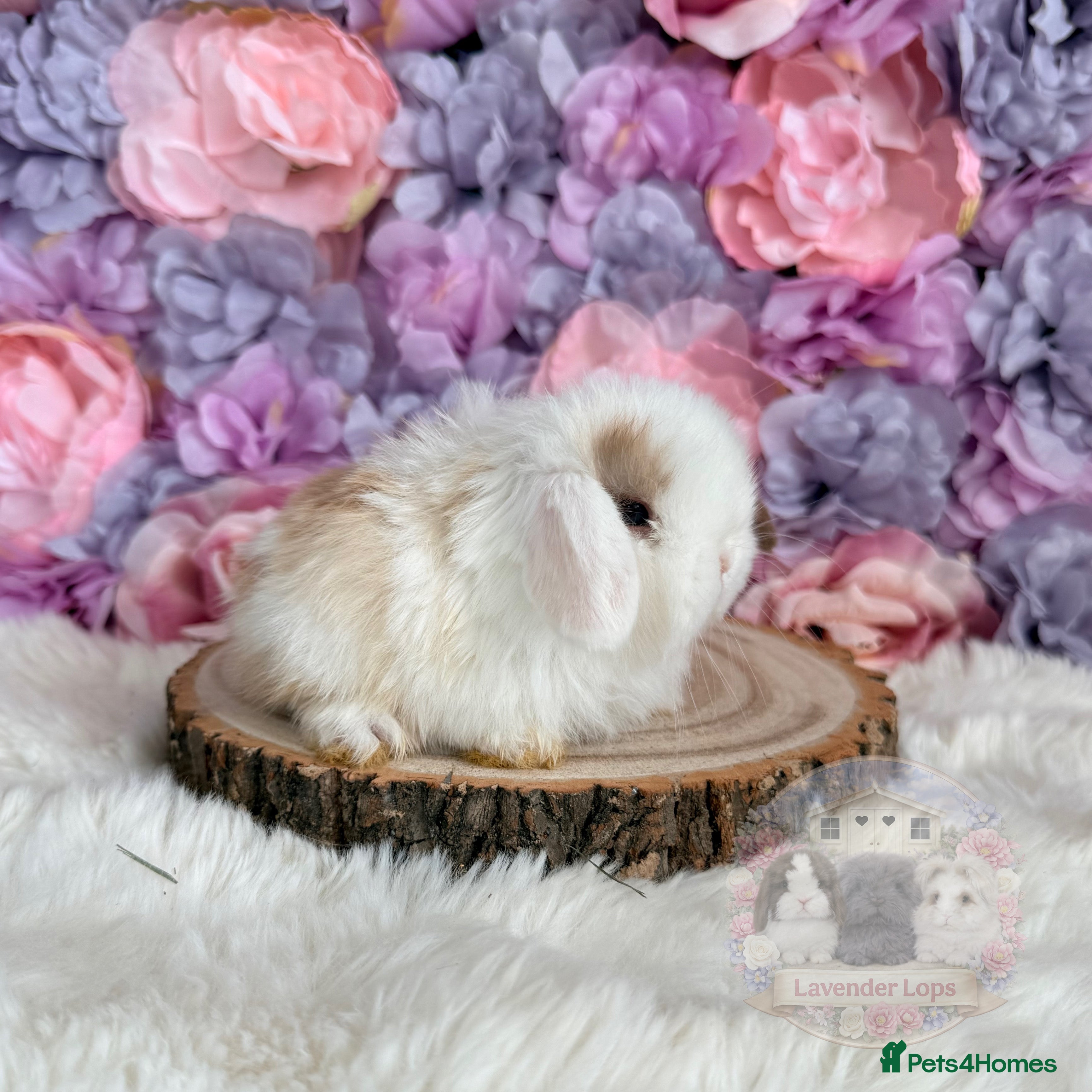 Mini Lop rabbits 🌸 Purebred Friendly Mini Lops 🌸 xxx - Advert 6