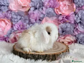 Mini Lop rabbits 🌸 Purebred Friendly Mini Lops 🌸 xxx - Advert 6