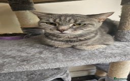 Bengal cats for sale: Bengal Cross kittens - Image 7