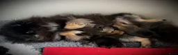 Pomeranian dogs for sale: ** STUNNING FEMALE POMERANIAN **  - Advert 2