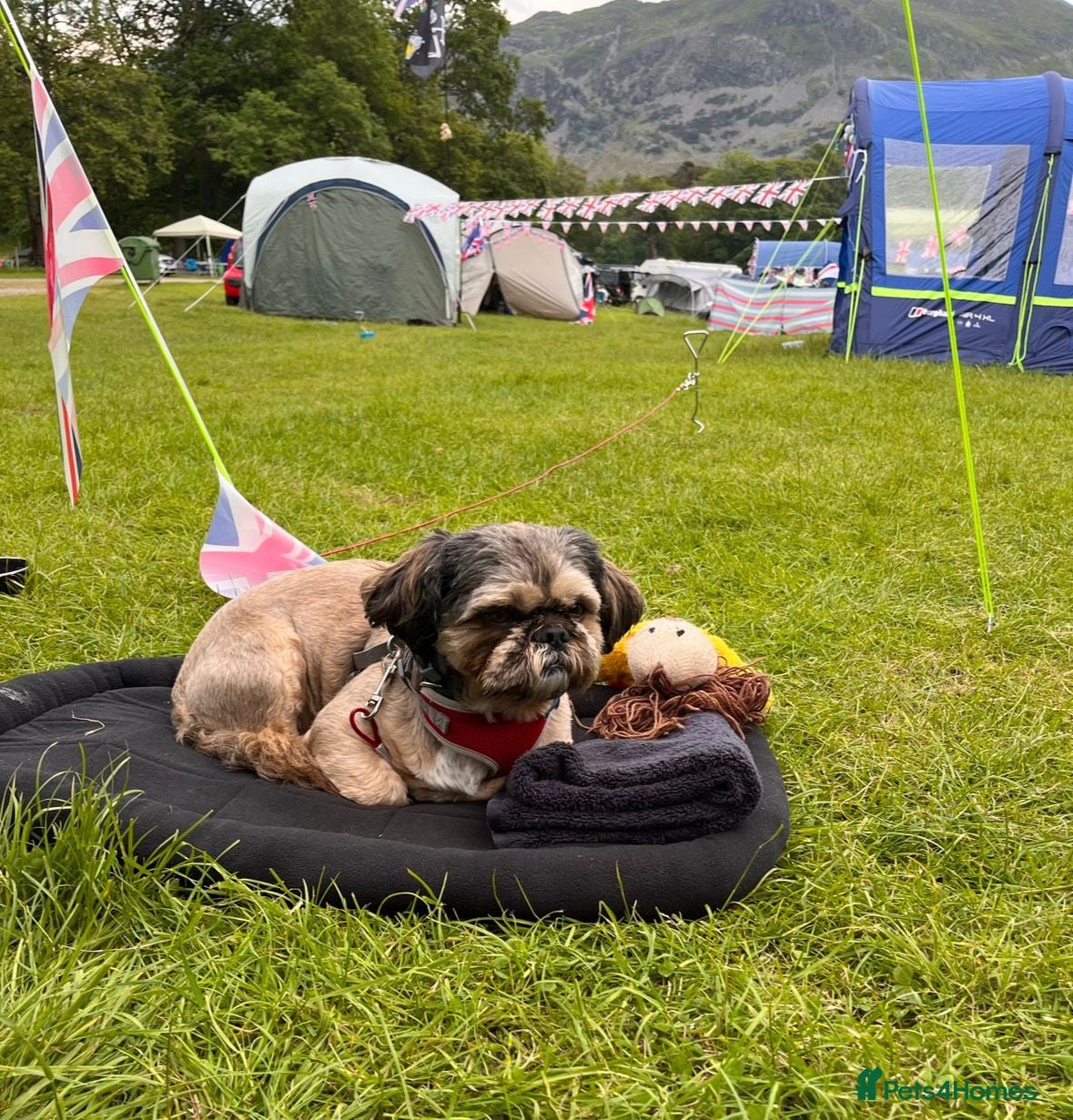 Shih Tzu dogs Barney Shih Tzu 7 year old - Advert 10