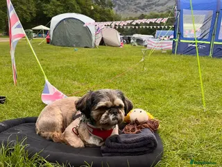 Shih Tzu dogs Barney Shih Tzu 7 year old - Advert 10