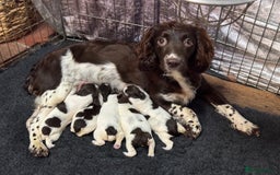 English Springer Spaniel dogs for sale: Springer spaniels for sale  - Image 6