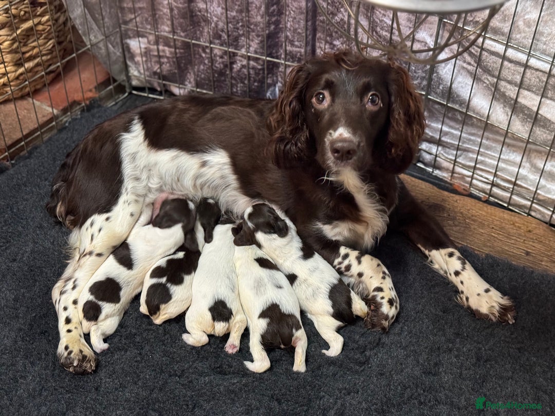 English Springer Spaniel dogs for sale: Springer spaniels for sale  - Image 6