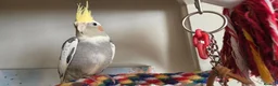 Cockatiels birds for sale: Hand tamed 2 baby cockatiels available  - Advert 8