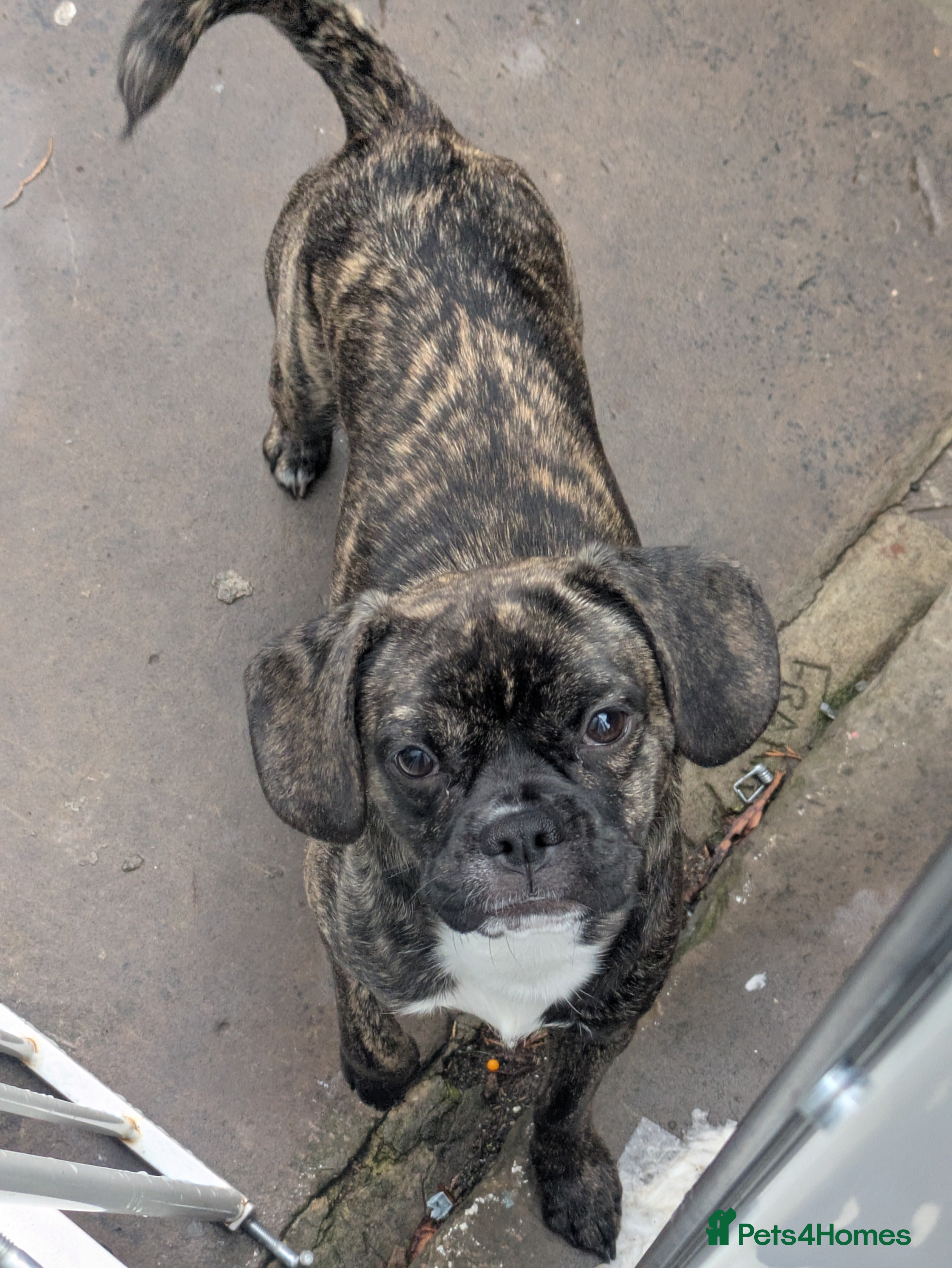 Mixed Breed dogs 7 month old mixed breed fmale - Advert 9