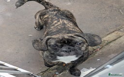 Mixed Breed dogs for sale: 7 month old mixed breed fmale - Image 1