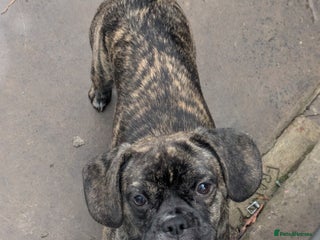 Mixed Breed dogs - Advert 5