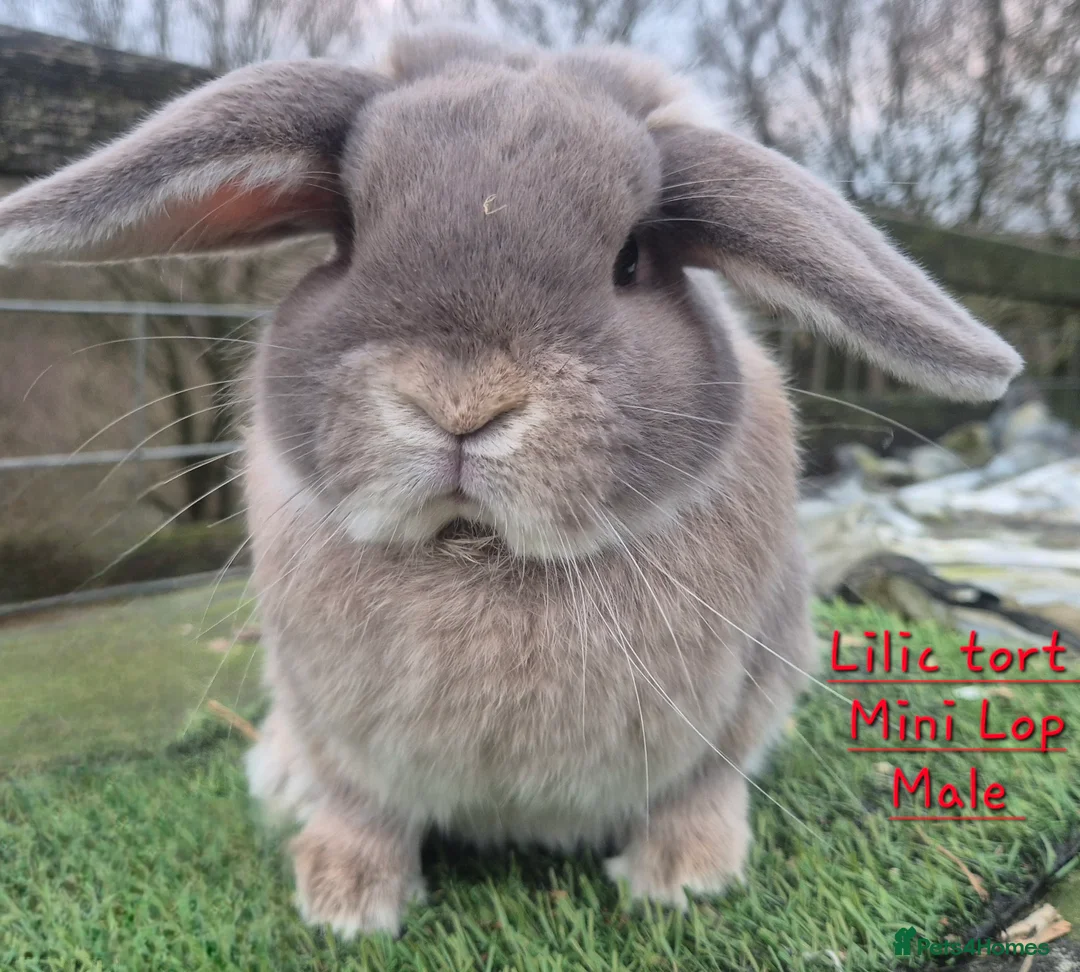 Mini Lop rabbits for sale: Various Mini Lop  - Advert 6