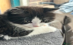 Mixed Breed cats for sale: Rag doll mixed breed kittens for sale - Image 5
