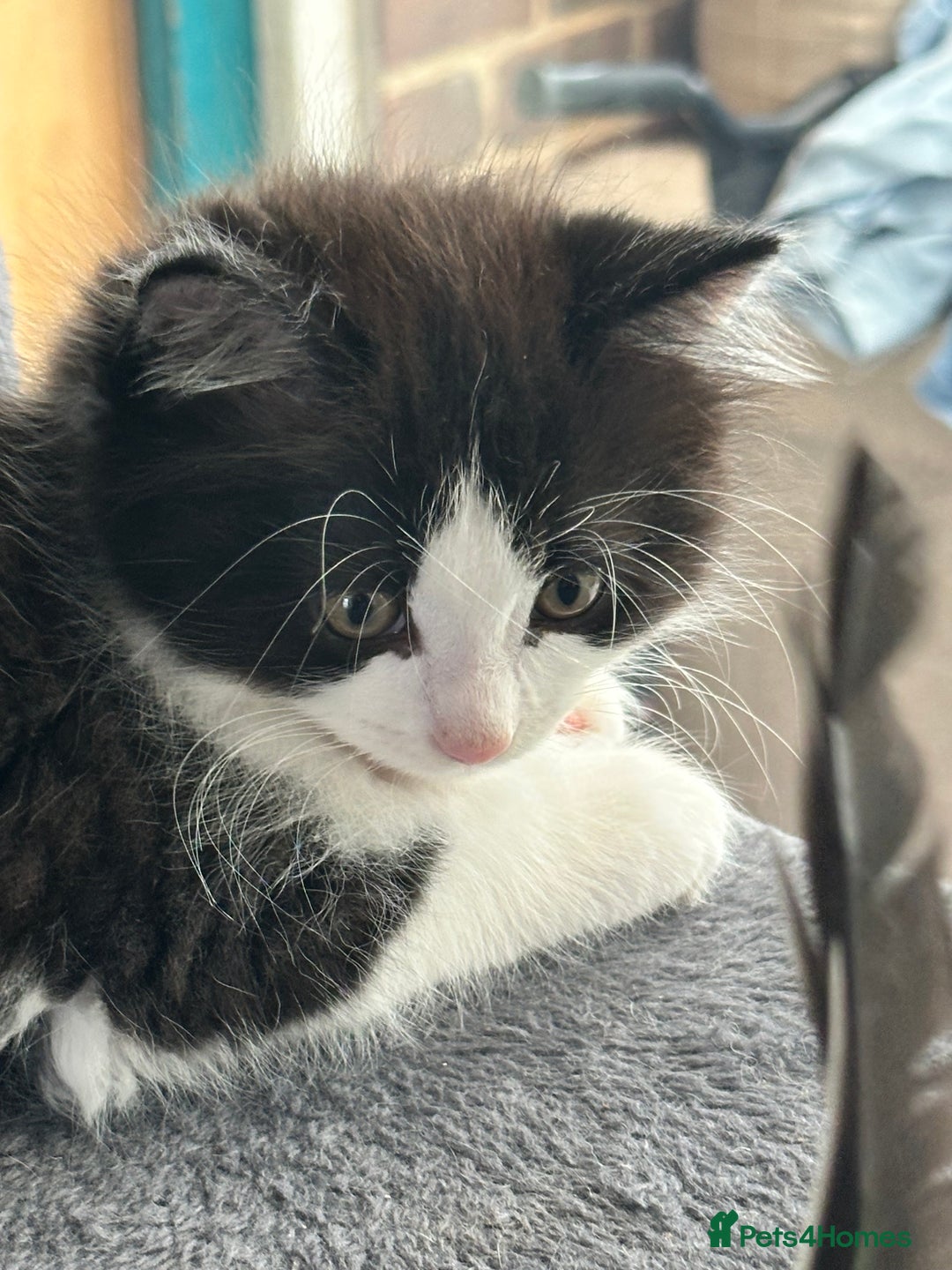 Mixed Breed cats for sale: Rag doll mixed breed kittens for sale - Image 5