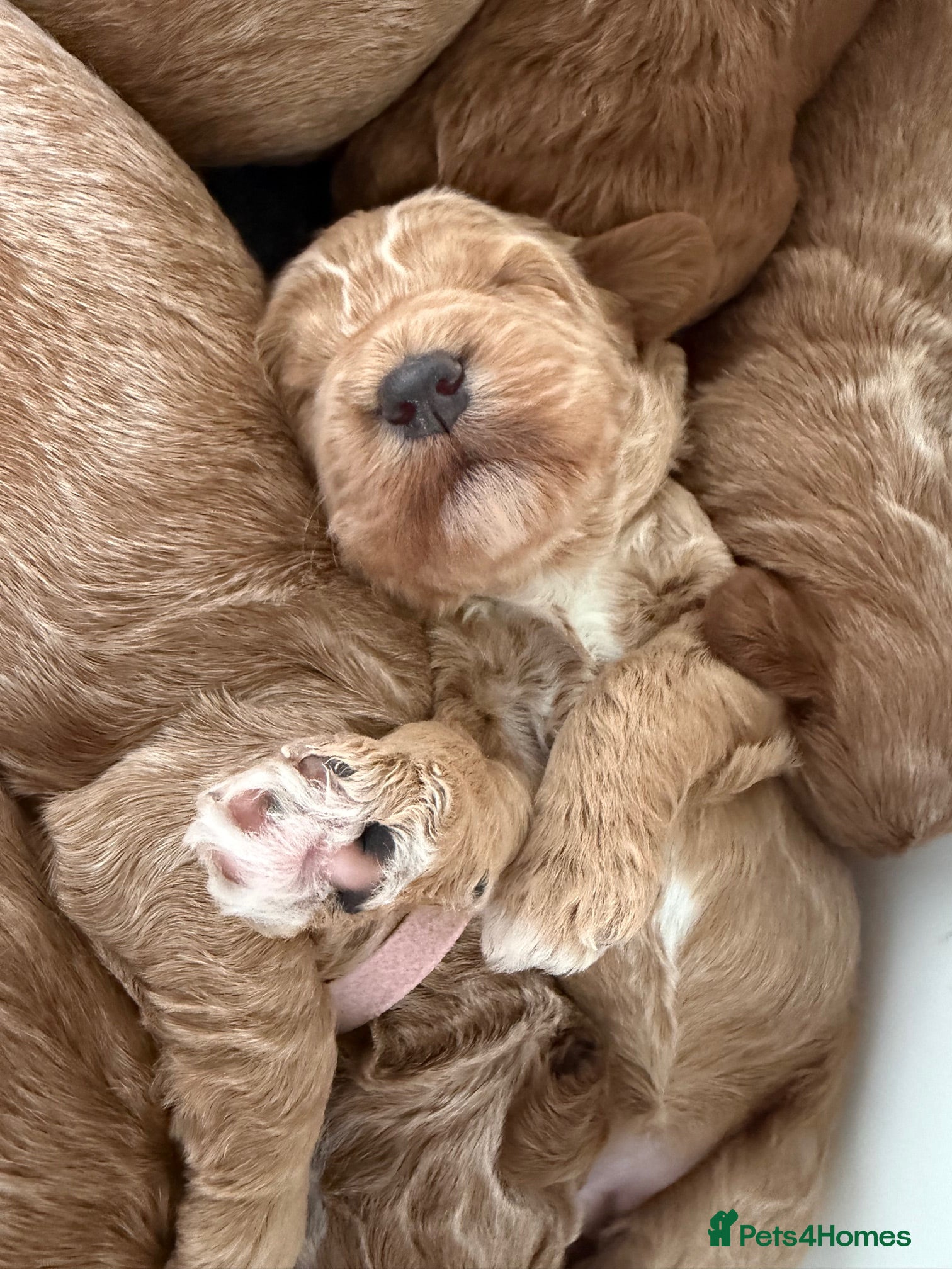 Australian Labradoodle dogs Arrival 100% Pure bred Australian Labradoodle  - Advert 1