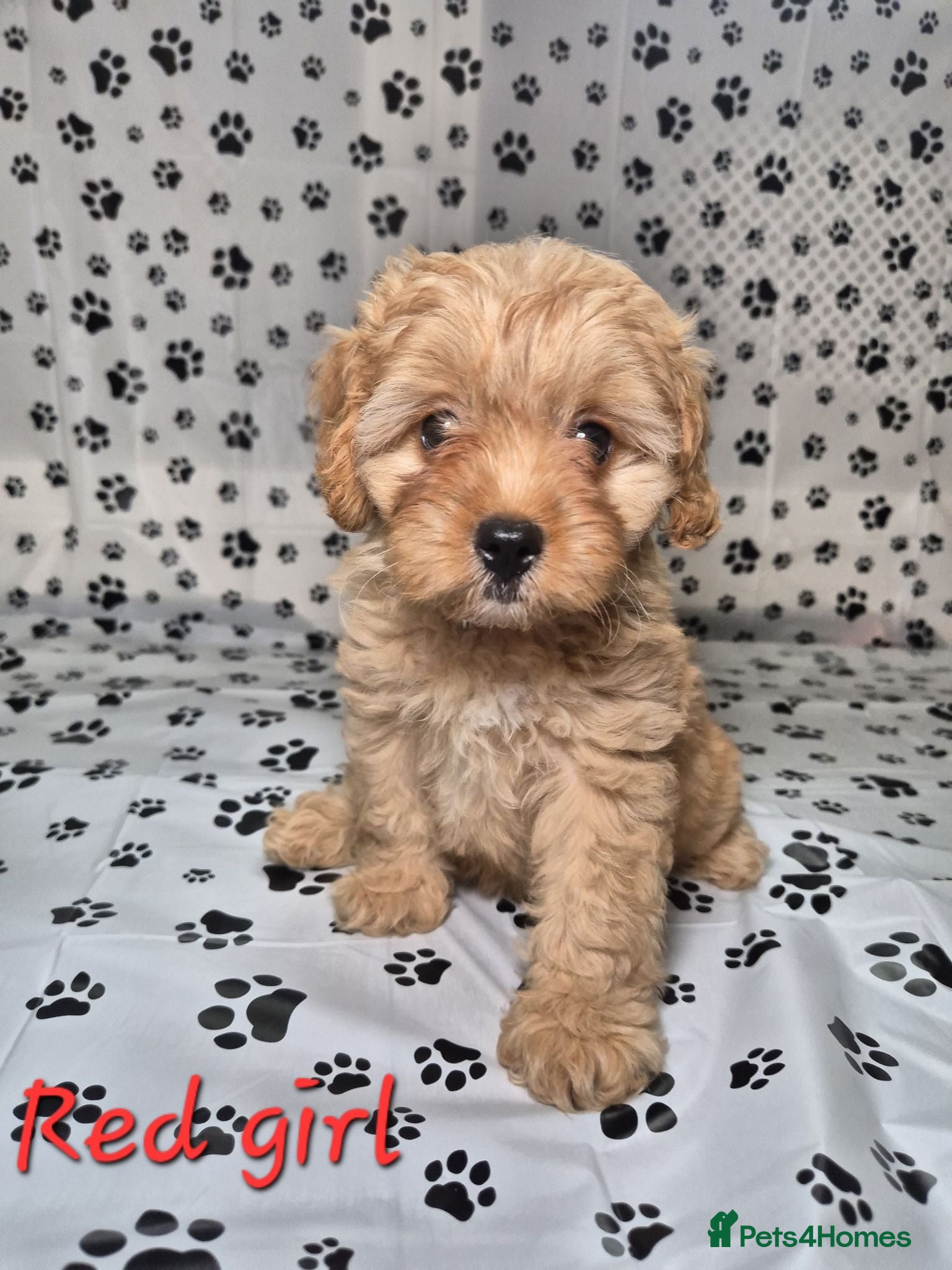 Cavapoo dogs Dna Health Tested F1 Cavapoo puppies - Advert 4