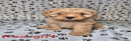 Cavapoo dogs for sale: Dna Health Tested F1 Cavapoo puppies - Advert 24