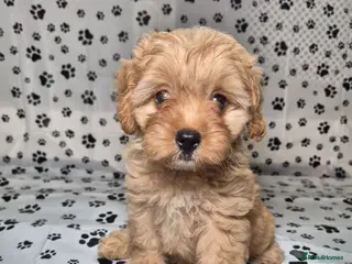 Cavapoo dogs Dna Health Tested F1 Cavapoo puppies - Advert 4