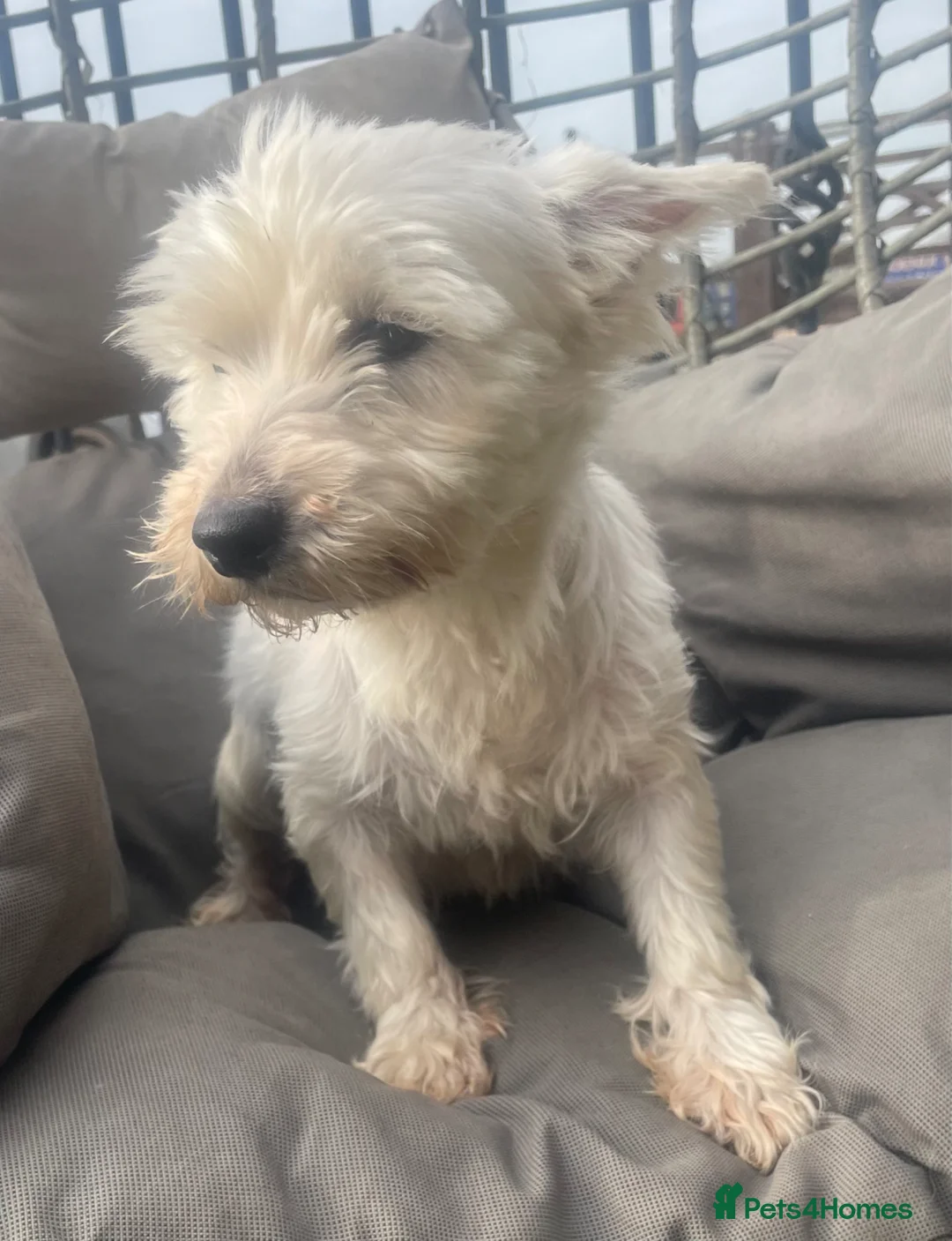 Westiepoo dogs for sale: BEAUTIFUL WESTIEPOO PUPPIES  - Advert 2