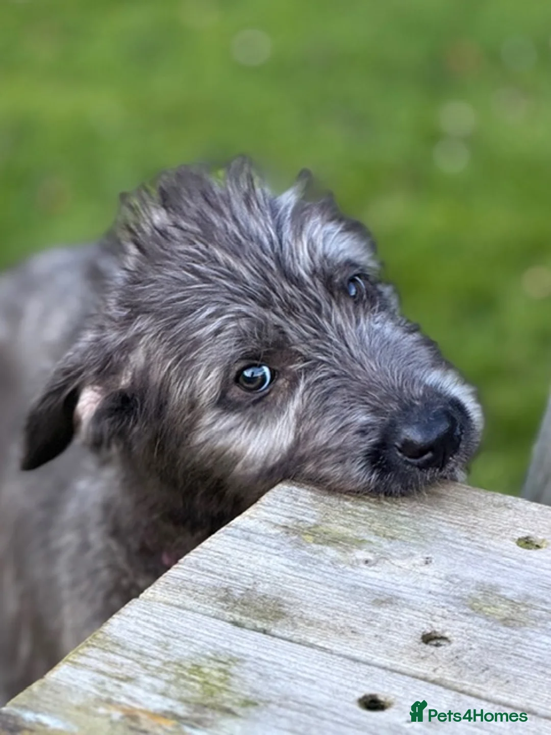 Irish Wolfhound dogs for sale: STUNNING FEMALE IWH PUPPIES FOR SALE - Advert 1