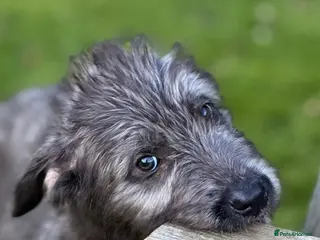 Irish Wolfhound dogs STUNNING FEMALE IWH PUPPIES FOR SALE - Advert 14