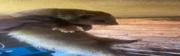 Ferret rodents for sale: Ferret for sale  in Gravesend - Advert 3