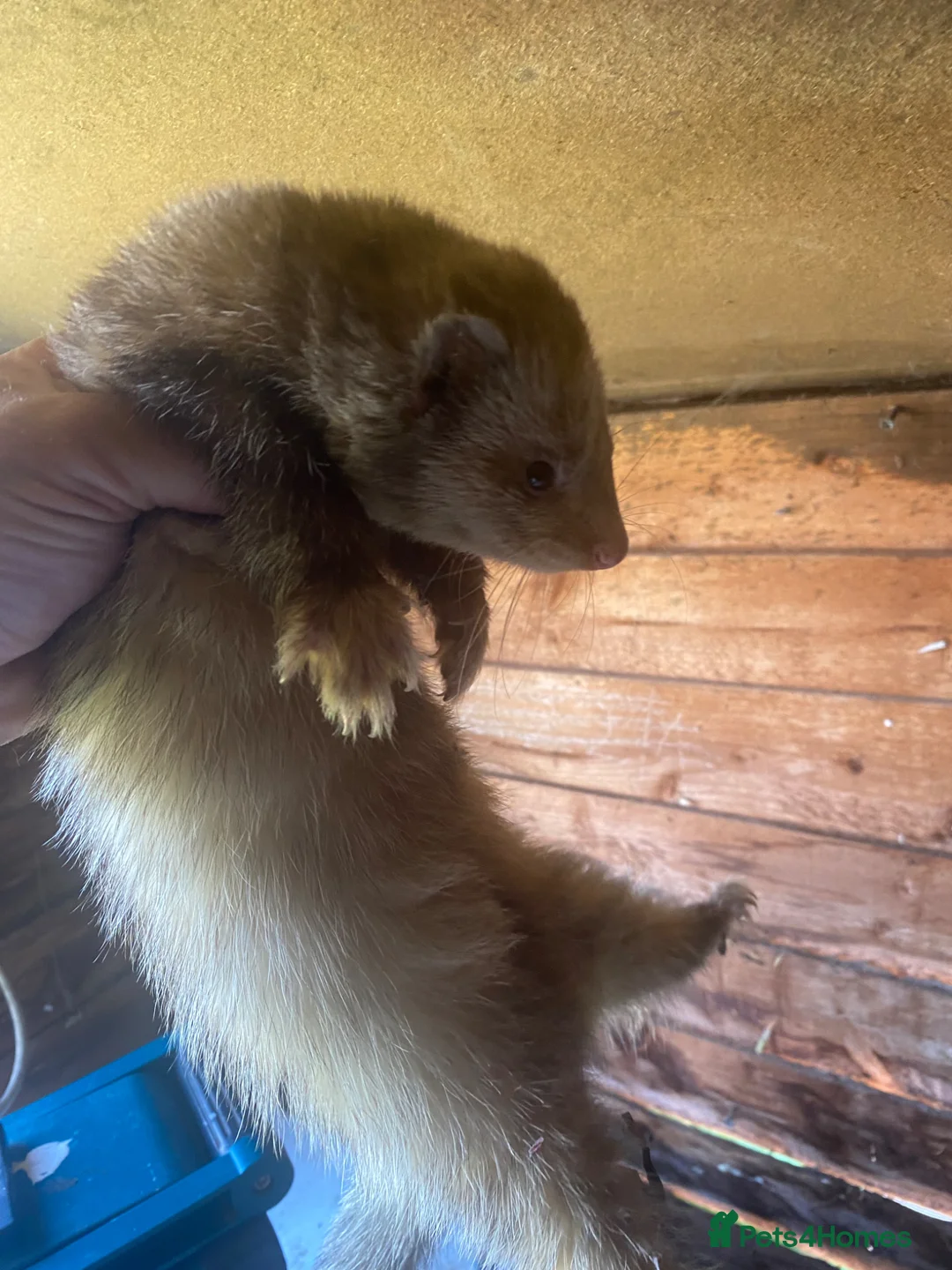 Ferret rodents for sale: Ferret for sale  in Gravesend - Advert 3