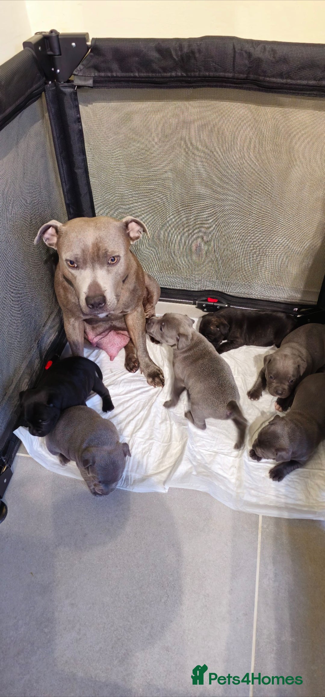 Staffordshire Bull Terrier dogs for sale: Staffordshire bull terrier  - Advert 15